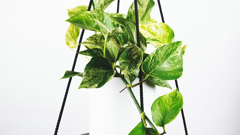 英超联赛曼城对阵利物浦的精彩比赛回放视频封面